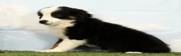 Australian Shepherd dogs for sale: Misty - Ad 4