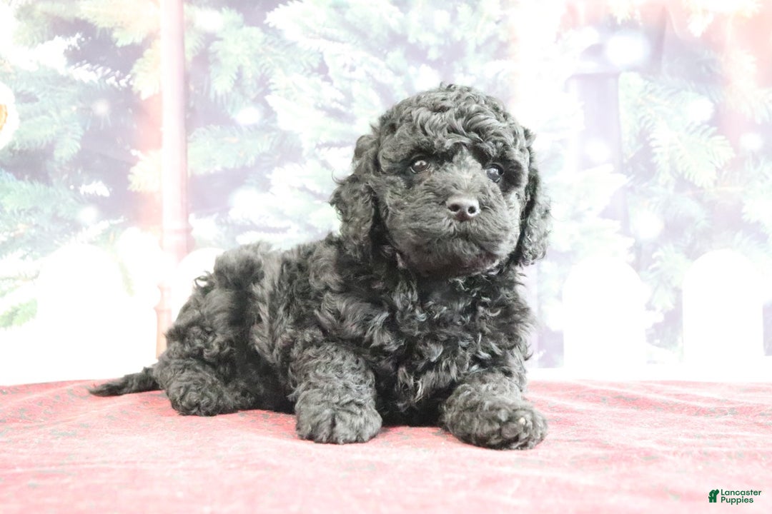 Mini Goldendoodle dogs for sale: Valerina - Ad 5