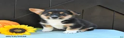 Welsh Corgi Pembroke dogs for sale: Ryder - Ad 5