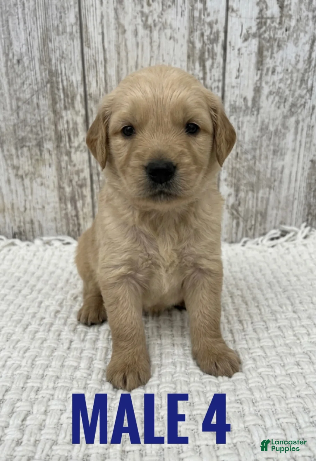 Golden Retriever dogs for sale: Golden Retriever Puppy 4 - Ad 1
