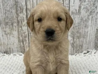 Golden Retriever dogs Golden Retriever Puppy 4 - Ad 5