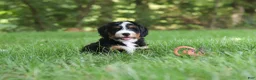 Mini Bernedoodle dogs for sale: Teddy - Ad 6