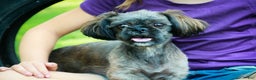 Shih Tzu dogs for sale: Shep - Ad 9