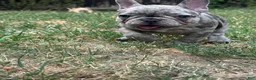 French Bulldog dogs for sale: French Bulldog 2 - Ad 2