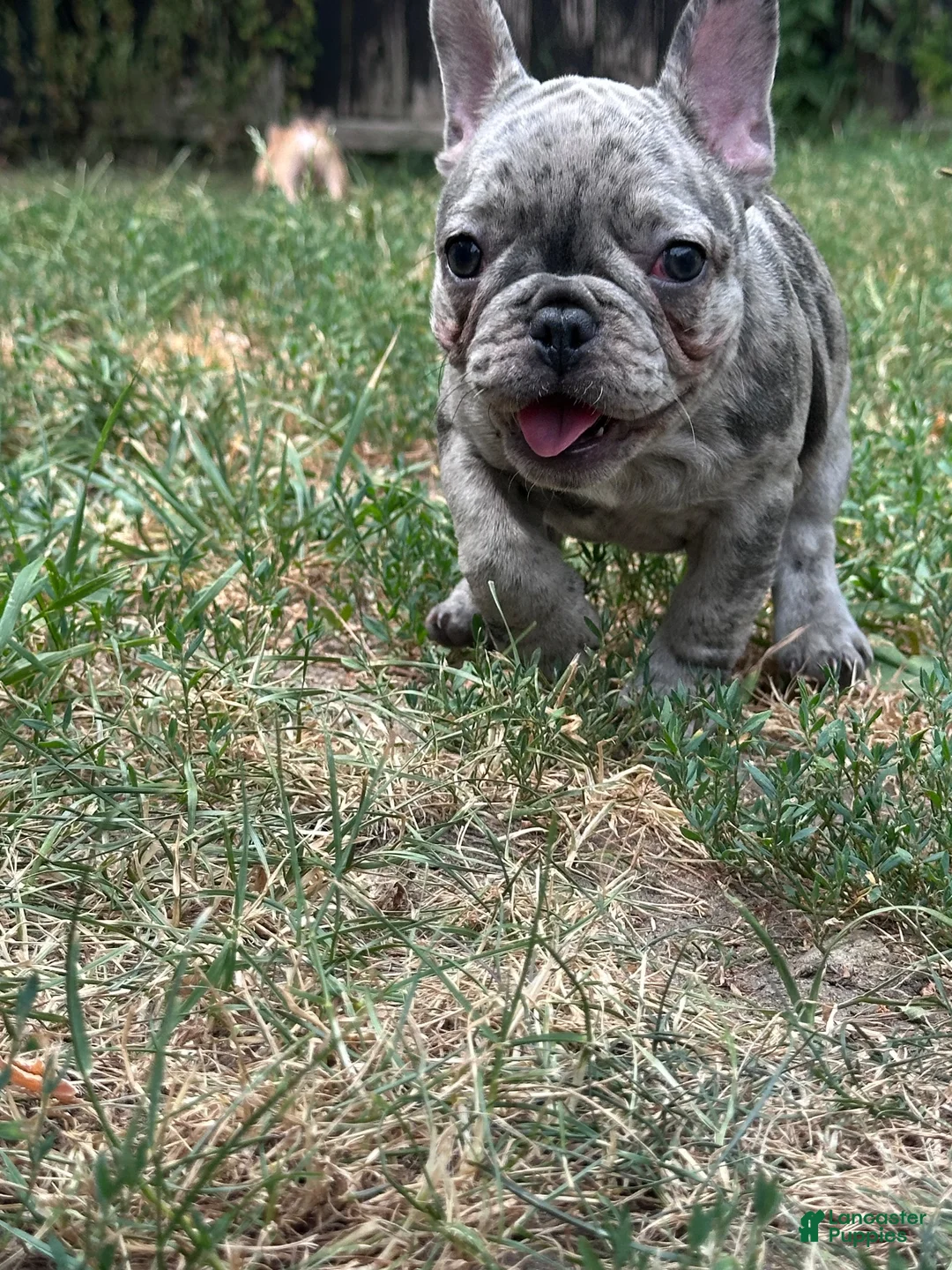 French Bulldog dogs for sale: French Bulldog 2 - Ad 2