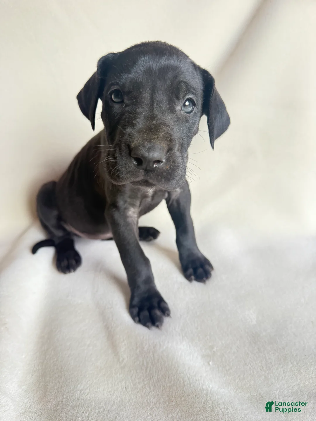 Great Dane dogs for sale: Tea cup- pink - Ad 1