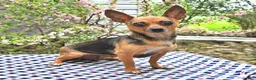 Chihuahua dogs for sale: Poppy - Ad 4