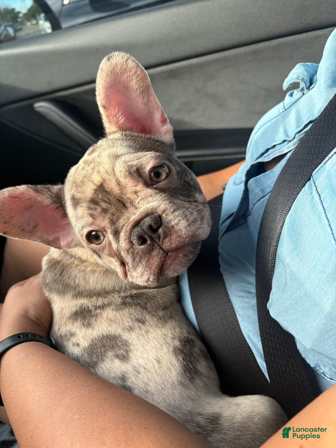 French Bulldog dogs for sale: French Bulldog Puppy 2 - Ad 2