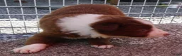 Border Collie dogs for sale: CHIP - Ad 4