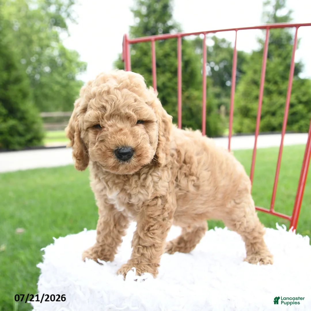 Cockapoo dogs for sale: Judah - Ad 2
