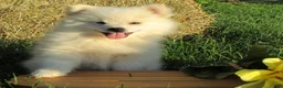 Mixed Breed dogs for sale: Candy - Ad 2