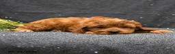 Cavapoo dogs for sale: Levi - Ad 5