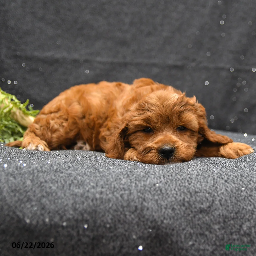Cavapoo dogs for sale: Levi - Ad 5