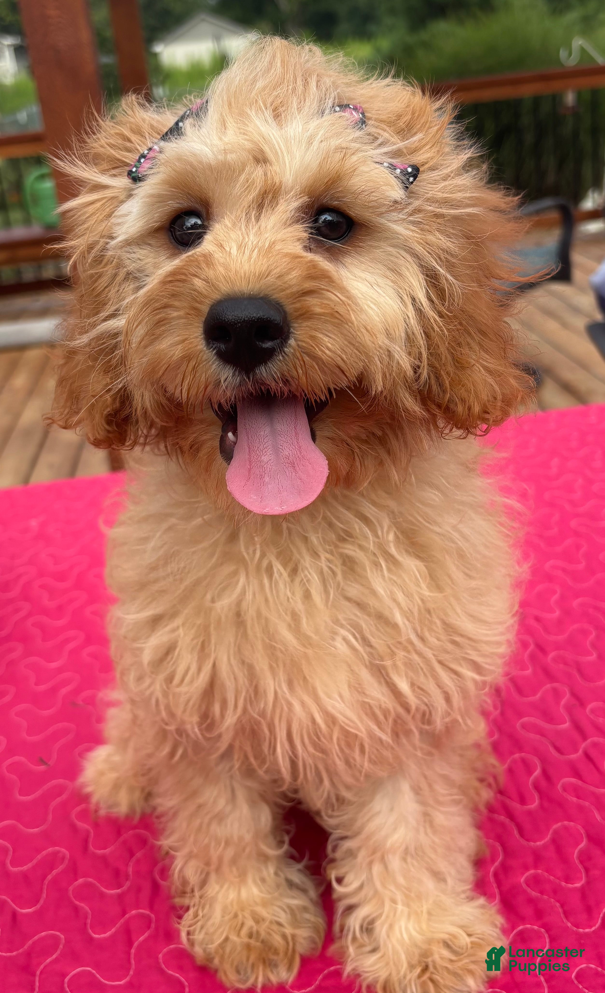 Cavapoo dogs Monica - Ad 4