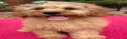 Cavapoo dogs for sale: Monica - Ad 1