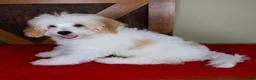 Mini Bernedoodle dogs for sale: Milo - Micro Mini Teddy Bear - Ad 3