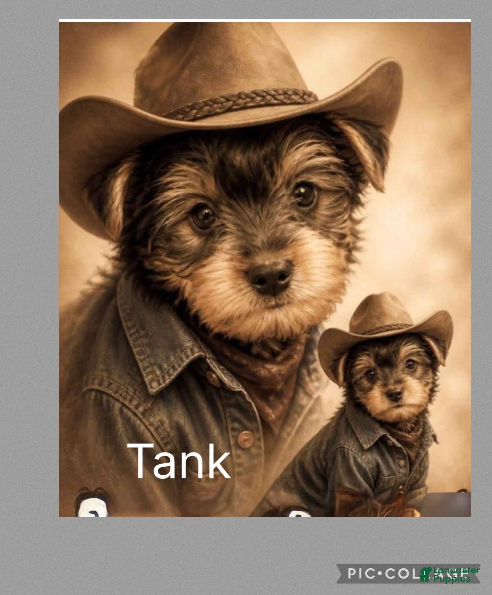 Yorkshire Terrier dogs Yorkshire Terrier Puppy 2 Tank - Ad 2