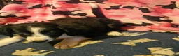Border Collie dogs for sale: Noddy - Ad 5