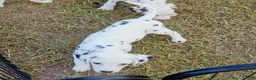 Dalmatian dogs for sale: Paige - Ad 4