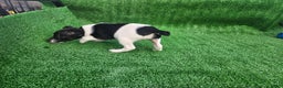 Jack Russell Terrier dogs for sale: Jack Russell Terrier Puppy 3 - Ad 5