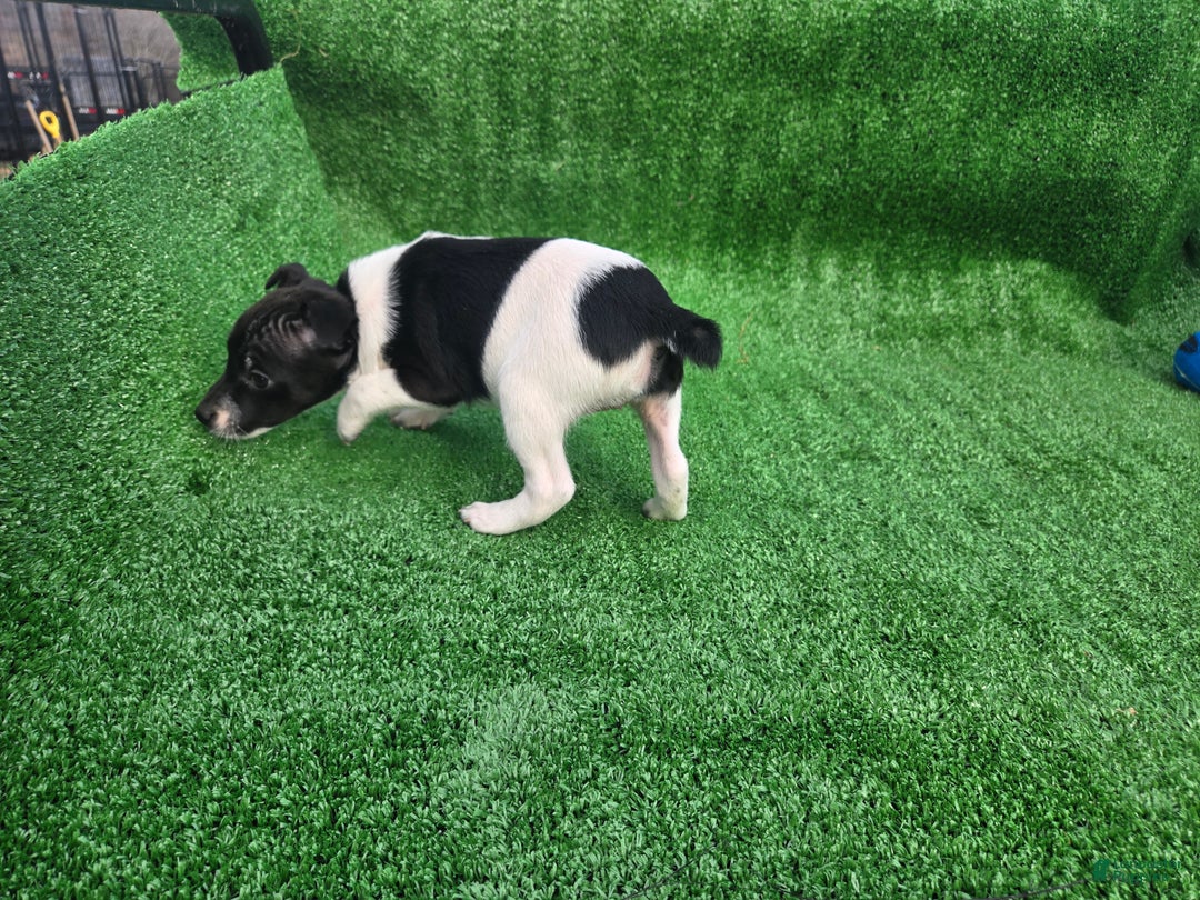 Jack Russell Terrier dogs for sale: Jack Russell Terrier Puppy 3 - Ad 5