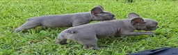 French Bulldog dogs for sale: Lilly - Ad 5