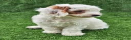 Cavapoo dogs for sale: Ice - Ad 4