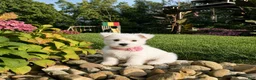 West Highland Terrier dogs for sale: Amanda - Ad 5