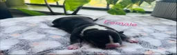 American Bully dogs for sale: American Bully 5 - Ad 1