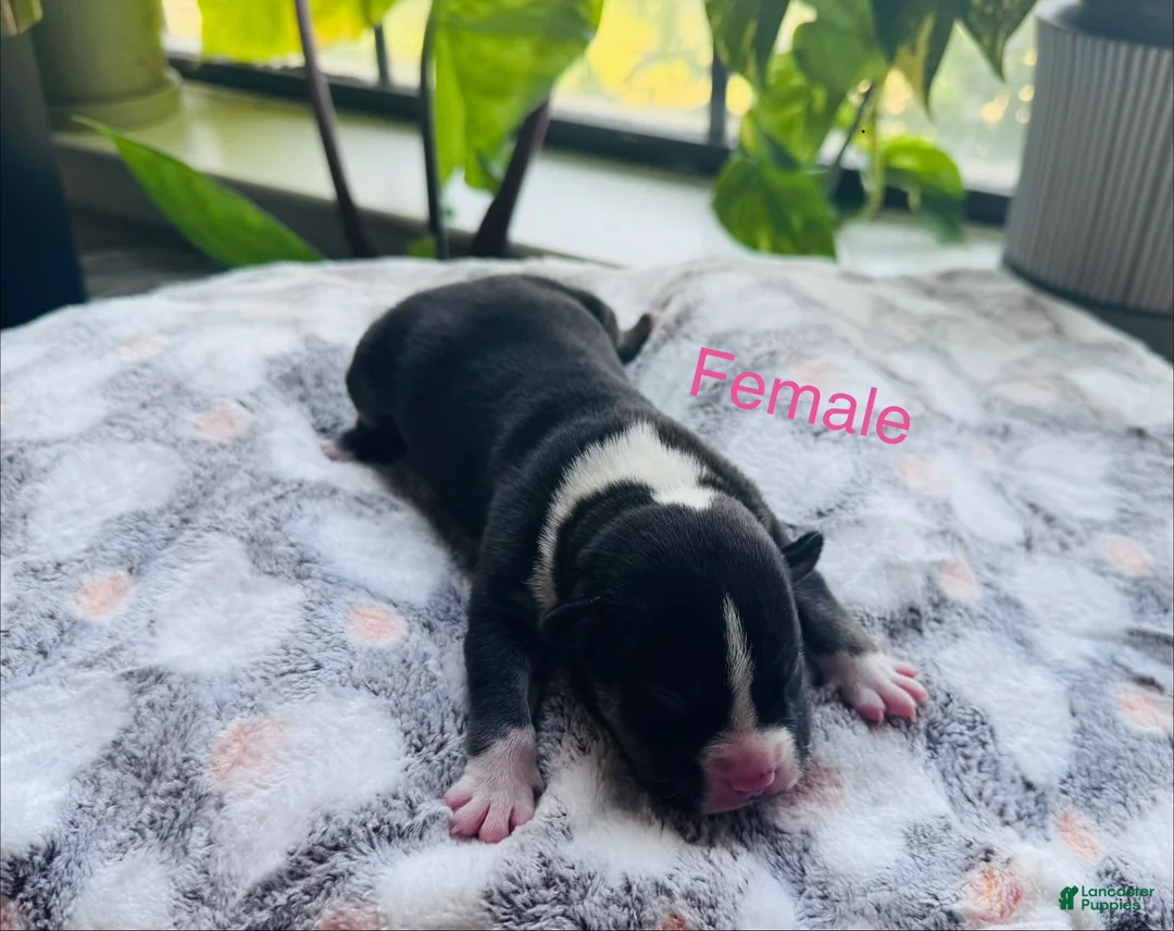 American Bully dogs for sale: American Bully 5 - Ad 1