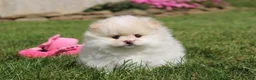 Pomeranian dogs for sale: Lola - Ad 14