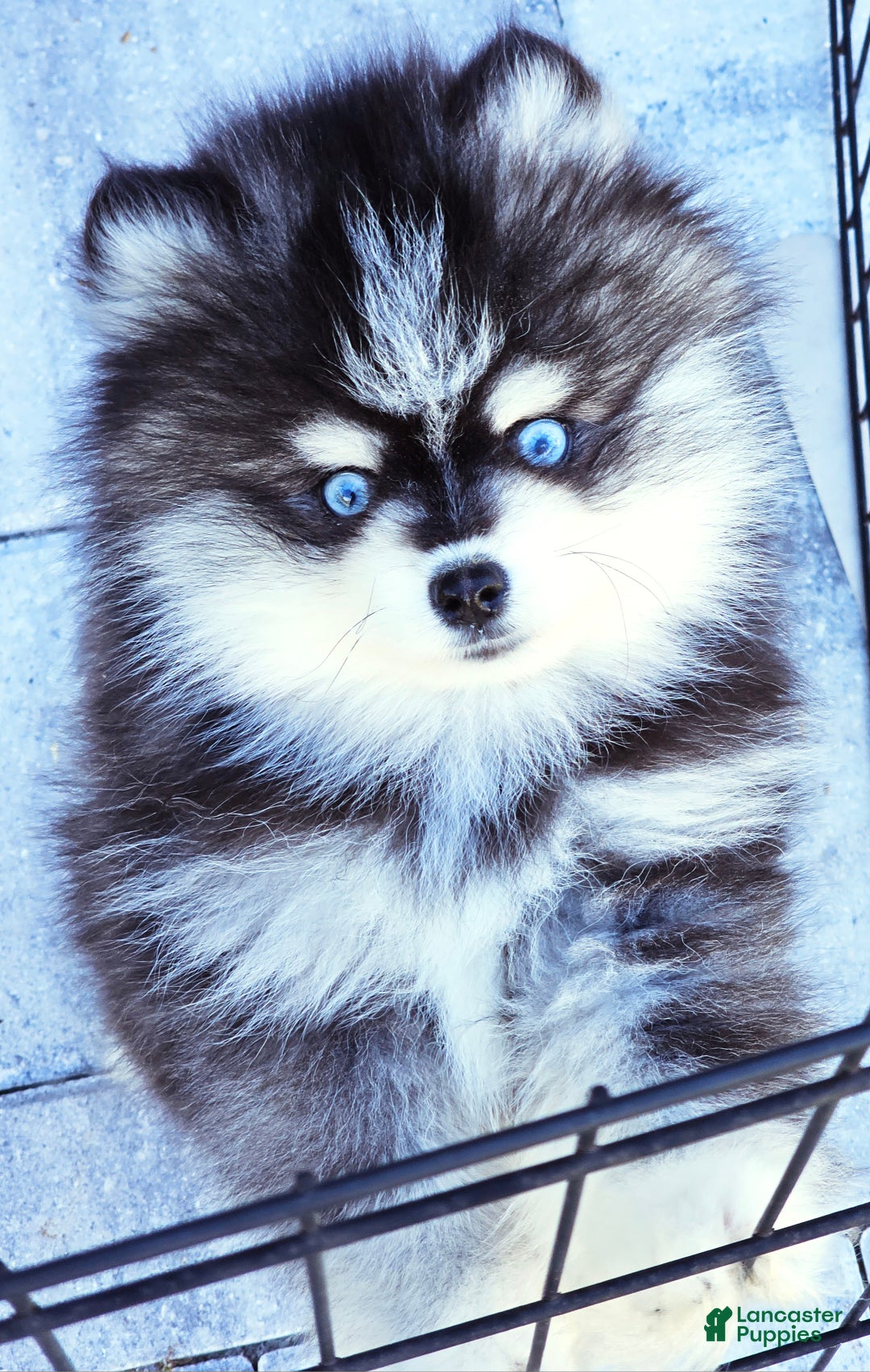 Pomsky dogs for sale: Felicity - Ad 5