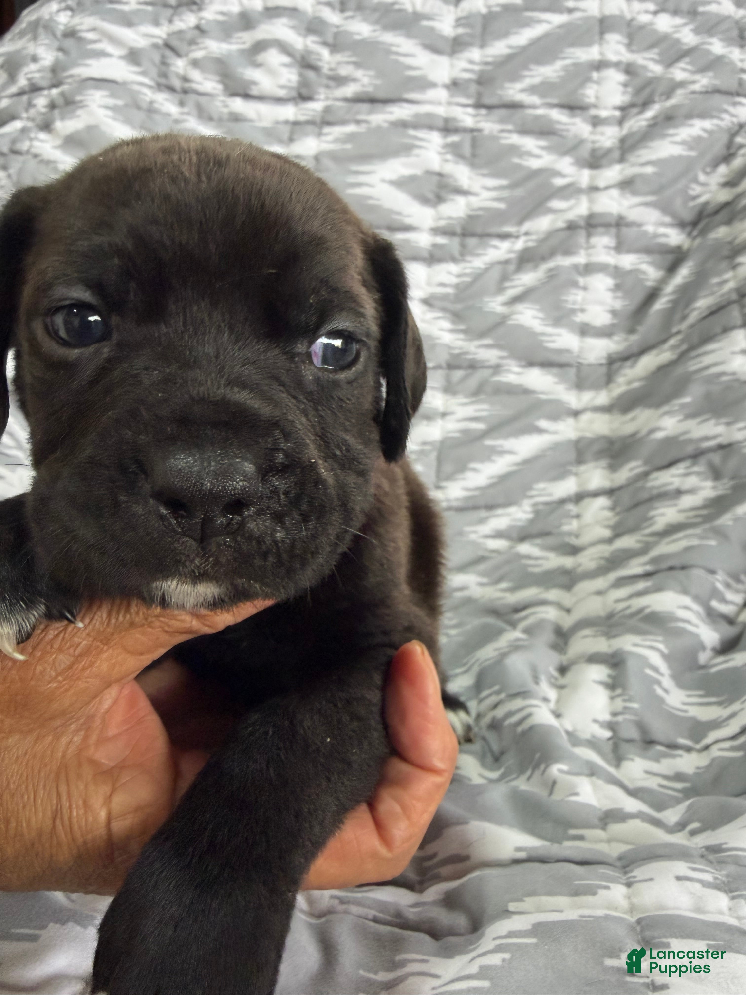 Cane Corso dogs Ginger - Ad 1