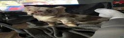 French Bulldog dogs for stud: Knuckles - Ad 4