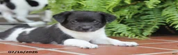 Toy Fox Terrier dogs for sale: Missy - Ad 10