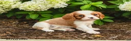 Cavalier King Charles Spaniel dogs for sale: Cookies n Cream - Ad 3