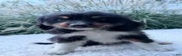 Bernedoodle dogs for sale: Cosmo - Ad 8