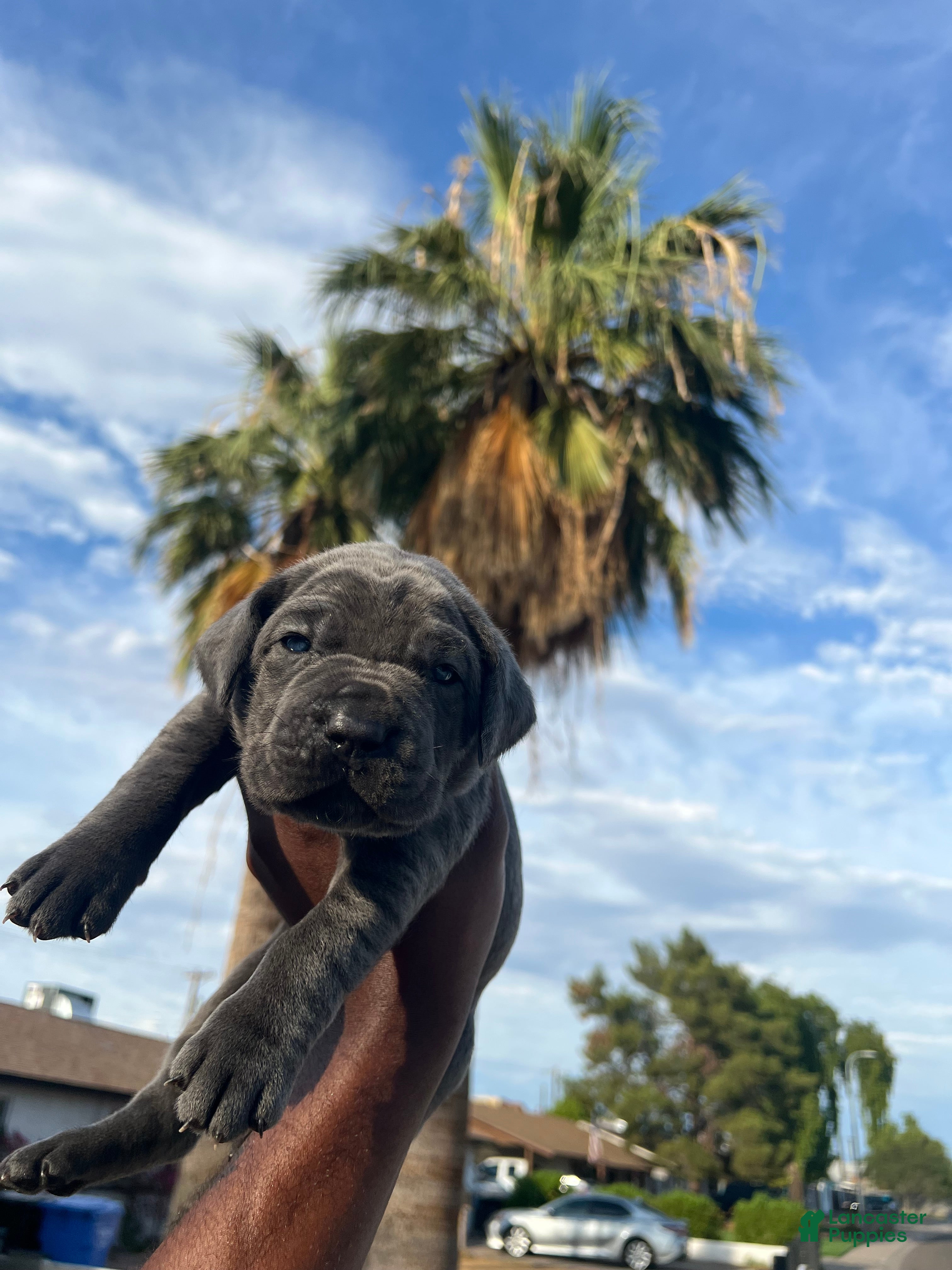 Cane Corso dogs Bear - Ad 2