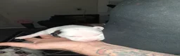 American Pit Bull Terrier dogs for sale: Kimbo Slice - Ad 6