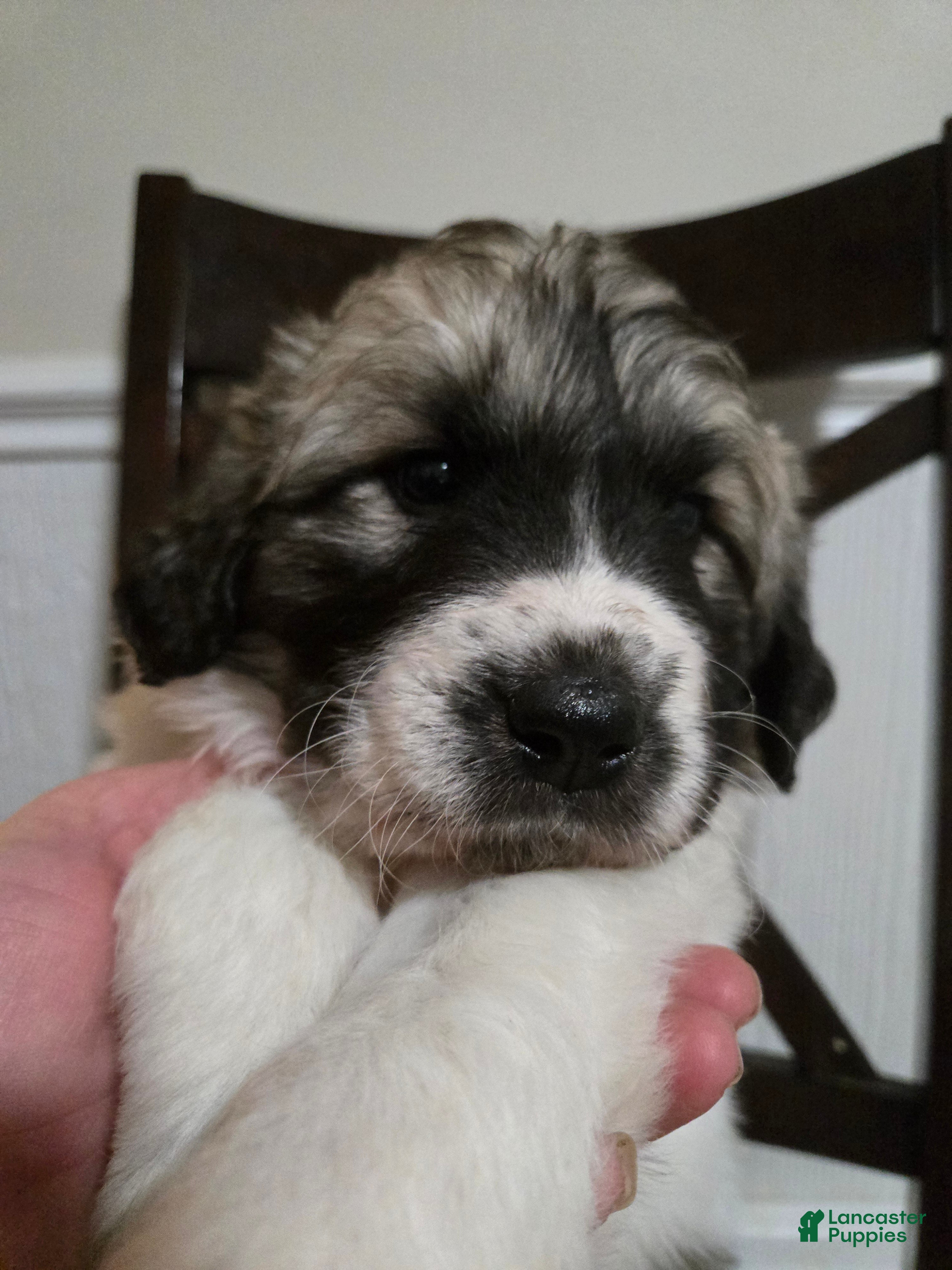 Great Pyrenees dogs Great Pyrenees Puppy 6 - Ad 18