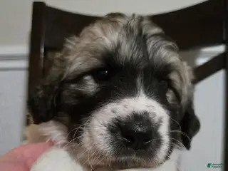 Great Pyrenees dogs Great Pyrenees Puppy 6 - Ad 18