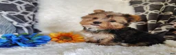 Yorkshire Terrier dogs for sale: Benson - Ad 3
