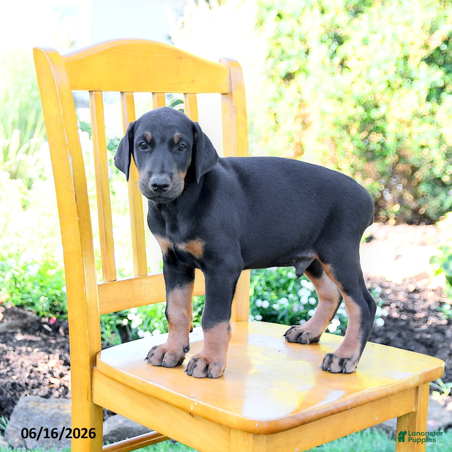 Doberman Pinscher dogs Troy - Ad 1