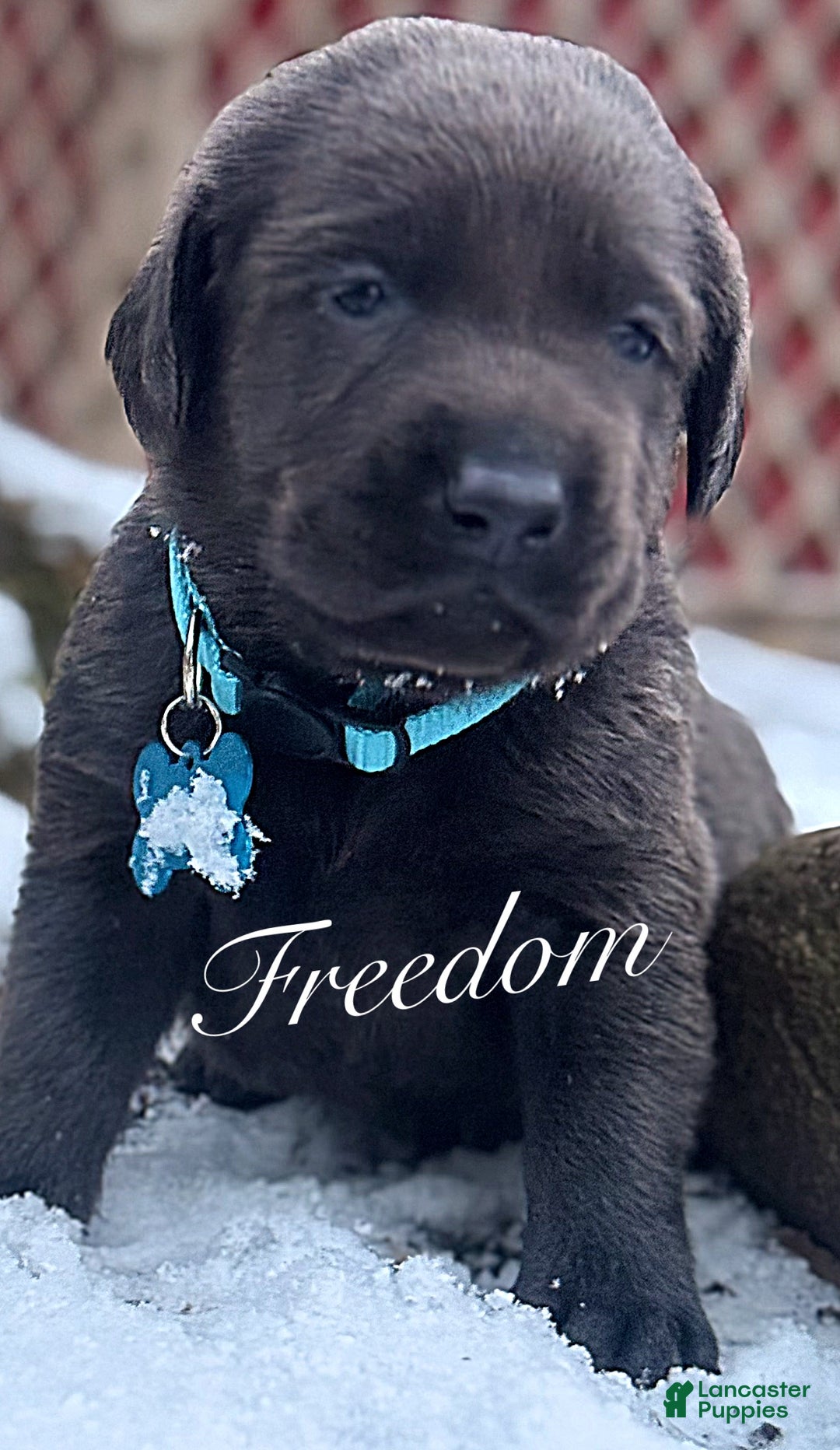 Labrador Retriever dogs for sale: Labrador Retriever Puppy 1 - Ad 1