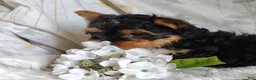 Yorkshire Terrier dogs for sale: Freddiola - Ad 3