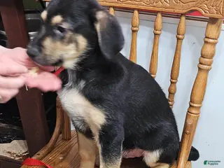 Mixed Breed dogs Puppy 5 Red - Ad 26