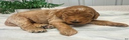 Goldendoodle dogs for sale: Marshal - Ad 1