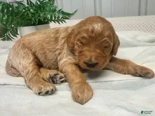 Goldendoodle dogs Marshal - Ad 41