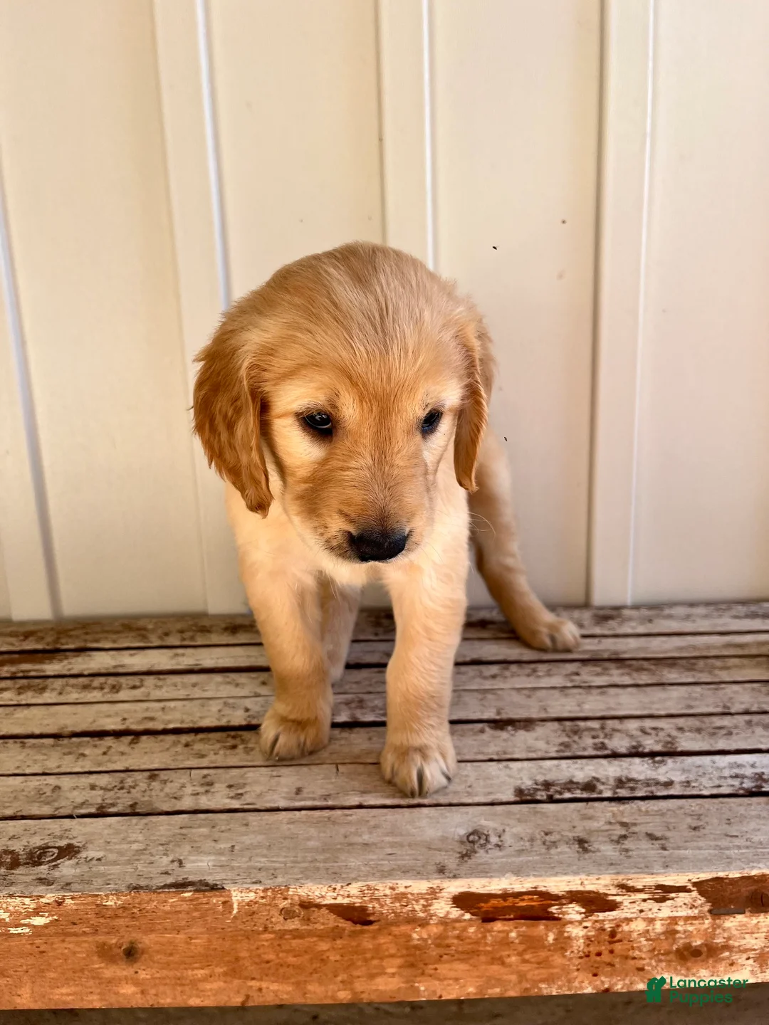 Golden Retriever dogs for sale: Tan Girl - Ad 2