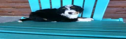 Mini Bernedoodle dogs for sale: Brayden - Ad 10